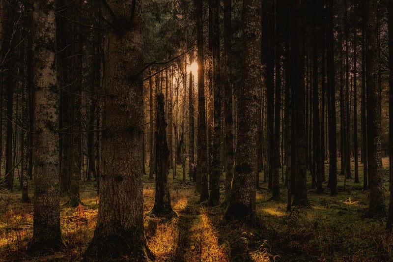 Mystical Glades